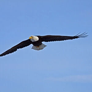 North America; USA; Alaska; Homer; Eagle in Flight