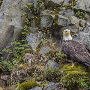 North America, USA, Alaska, Katmai National Park. Bald Eagle, Haliaeetus leucocephalus