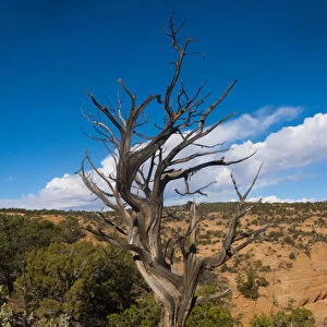 North America, USA, Arizona Tsegi, Navajo National Monument Gnarled Tree On Sandal Trail