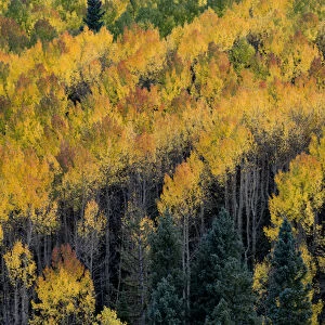 North America, USA, Colorado. Autumn yellow aspen, fir trees, Uncompahgre National Forest