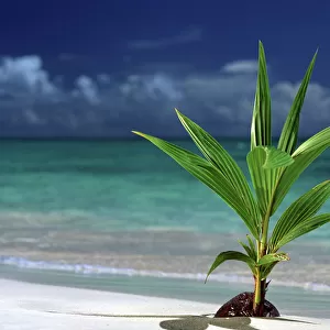 North America, USA, Hawaii. Palm tree sprouting from coconut