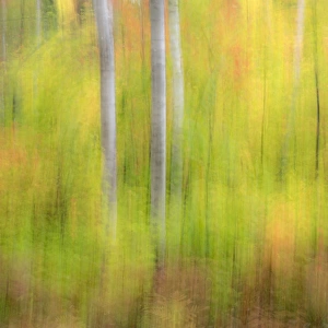 North America, USA, Michigan, Upper Peninsula. A panned motion blur of autumn woodland