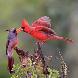 Cardinals And Grosbeaks Cushion Collection: Pyrrhuloxia
