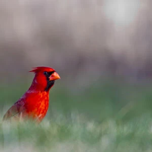 Northern Cardinal in Loup County, Nebraska, USA