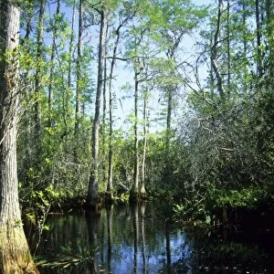 The Okefenokee Swamp in Georgia