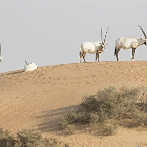 Onyx in desert. Abu Dhabi, UAE