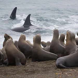 orca or killer whale (Orcinus orca) trying to hunt southern sea lions (Otaria byronia)