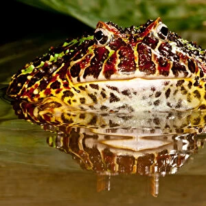 Ornate Horn Frog, Ceratophrys ornata, Native to Northern South America