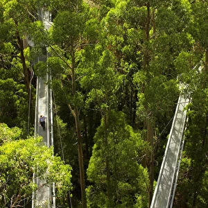 Otway Fly Tree Top Walk, Otway Ranges, Victoria, Australia
