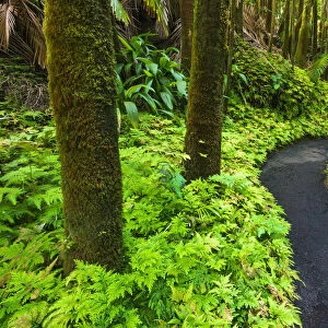 Palm Jungle trail at Hawaii Tropical Botanical Garden, Hamakua Coast, Big Island