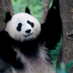 Animals Collection: Wild