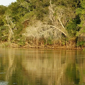 Pantanal, Mato Grosso, Brazil. Forest and its reflection seen along the Cuiaba River