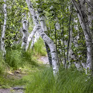 Paper birch trees along pathway in Acadia National Park, Maine, USA