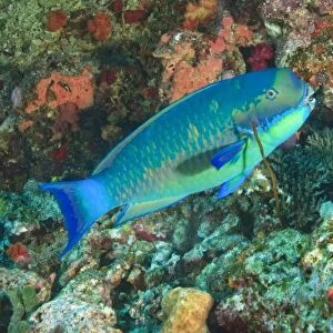 Parrotfish near Taveuni Island, Fiji, South Pacific