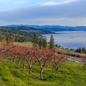 Peach orchard in bloom in Lake Country, British Columbia, Canada