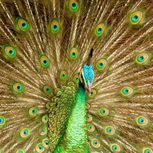 Peacock Displaying Feathers Print