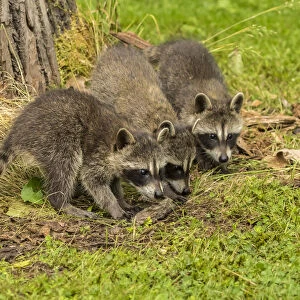 Pine County. Captive raccoon babies. Credit as: Cathy and Gordon Illg / Jaynes Gallery