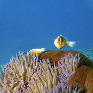 Pink Anemonefish ( Amphiprion perideraion ) in Anemone, Agincourt Reef, Great Barrier Reef