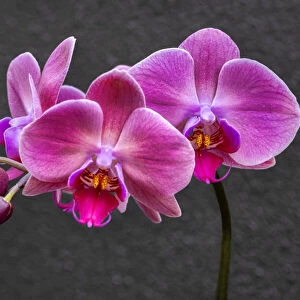 Pink Moon Orchid