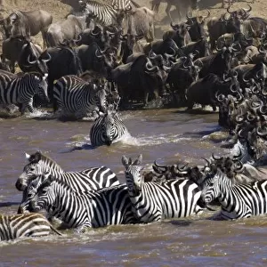 Plains Zebra (Equus quagga) and Blue Wildebeest (Connochaetes taurinus) herd crossing river