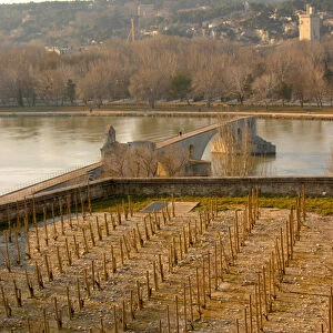 The Pont Saint St Benezet bridge in Avignon on the Rhone river and a vineyard seen