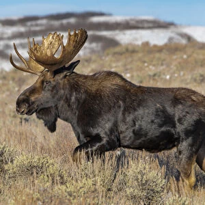 Portrait of Bull moose in sagebrush, Grand Teton National Park, Wyoming