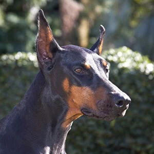 Portrait of a Doberman Pinscher with a green background and early morning light