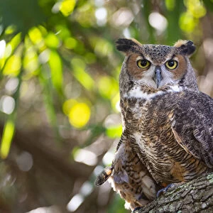 Portrait of a Great Horned Owl, perched in a tree