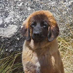 Portrait of a leonberger puppy (PR)
