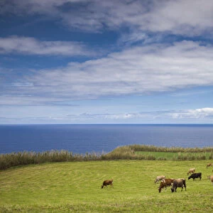 Portugal, Azores, Sao Miguel Island, Cintrao. Ponta de Cintrao, cattle and lighthouse