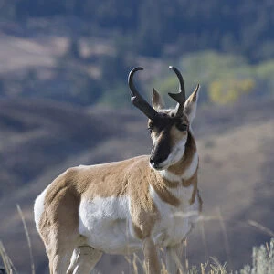 Pronghorn antelope buck
