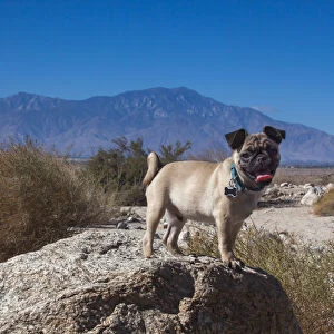 Pug puppy in the desert