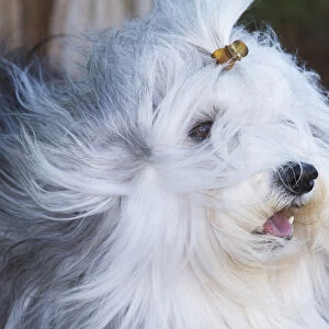 Purebred Havanese coat blowing in the wind