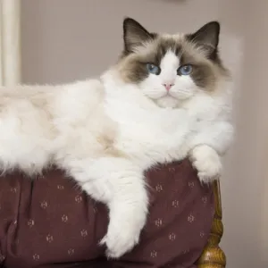 Purebred Rag Doll Cat lounging