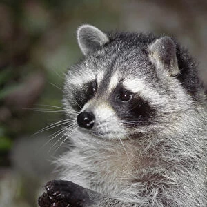 Raccoon, (Procyon lotor) foraging, western Washington, USA