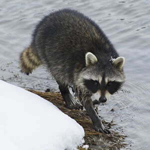 Racoon; winter foraging