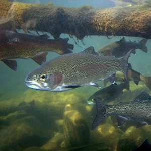 Rainbow trout underwater at the nature center in Boise, Idaho