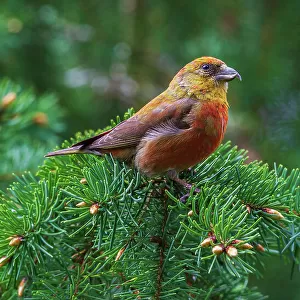 Finches Collection: Red Crossbill
