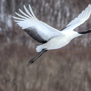 Red-crowned crane flying
