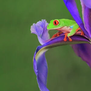 Red-eyed tree frog climbing on iris flower