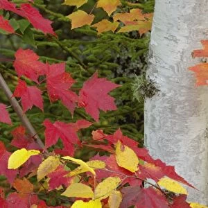 Red maple leaves and birch tree in autumn colors, White Mountain National Forest