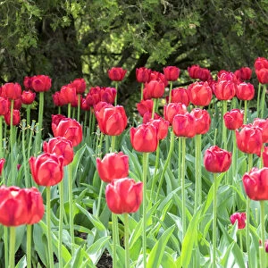 Red tulips, USA