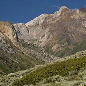 Red and White Mountain, manzanita and sagebrush in foreground, McGee Creek area, Eastern Sierras