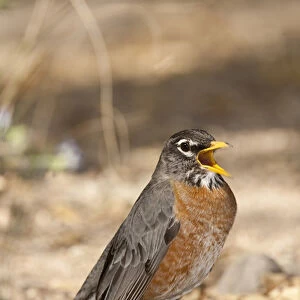 Robin Turdus migratorius South Eastern Arizona