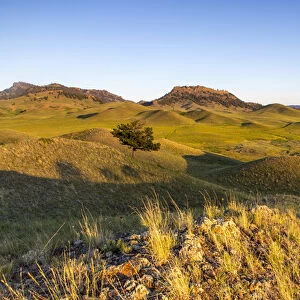 Rolling hills of the Bears Paw Mountains in summer in Blaine County, Montana, USA