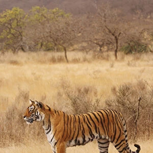 Royal Bengal Tiger in the dry grassland, Ranthambhor National Park, India
