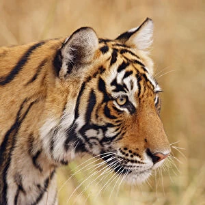 Royal Bengal Tiger watching from the grassland, Ranthambhor National Park, India