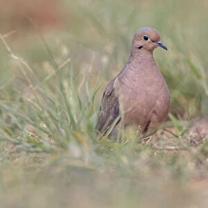 Doves Collection: Ruddy Ground Dove