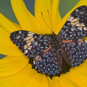 Sammamish Washington Photograph of Butterfly on Flowers, Hamadryas arinome the Starry
