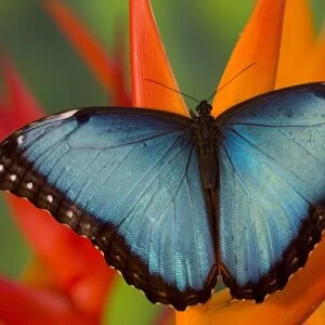 Sammamish Washington Tropical Butterfly photograph of Male Morpho grandensis the